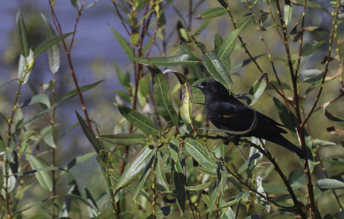 Red-winged Blackbird (California Bicolored) - ML641367630