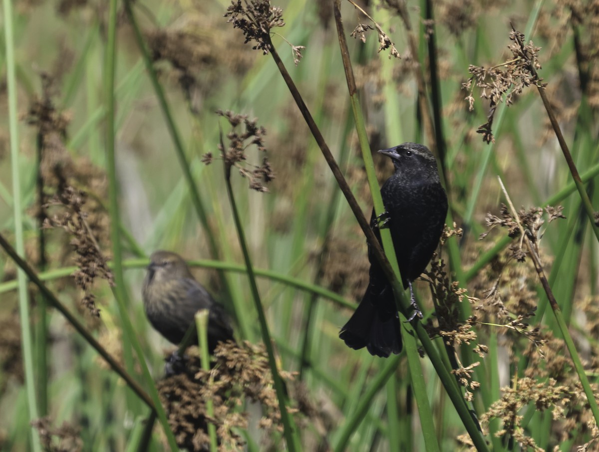 Red-winged Blackbird (California Bicolored) - ML641367631