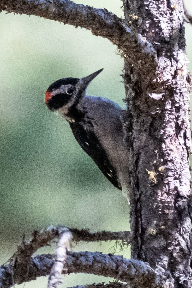 strakapoud americký - ML641367646