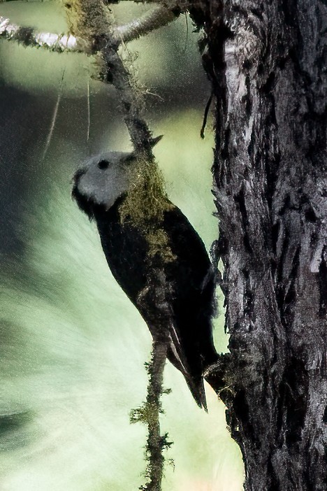 strakapoud bělohlavý - ML641367672