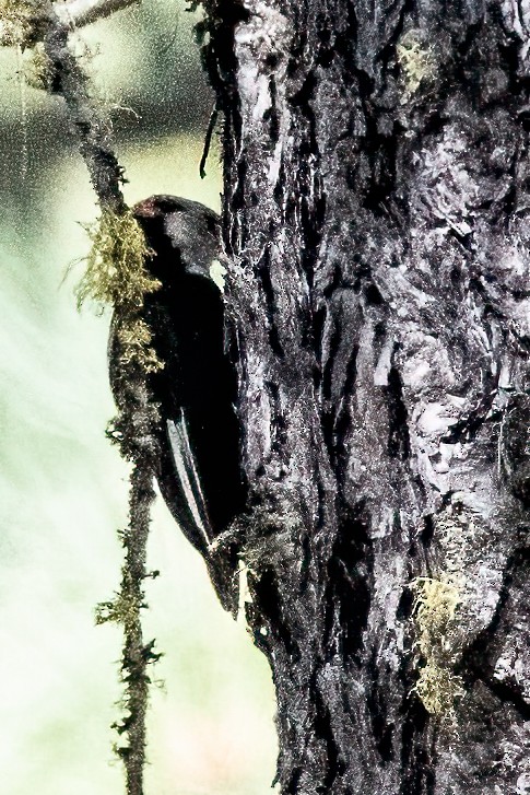 strakapoud bělohlavý - ML641367673