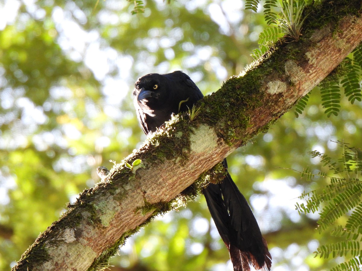 Great-tailed Grackle - ML641367682