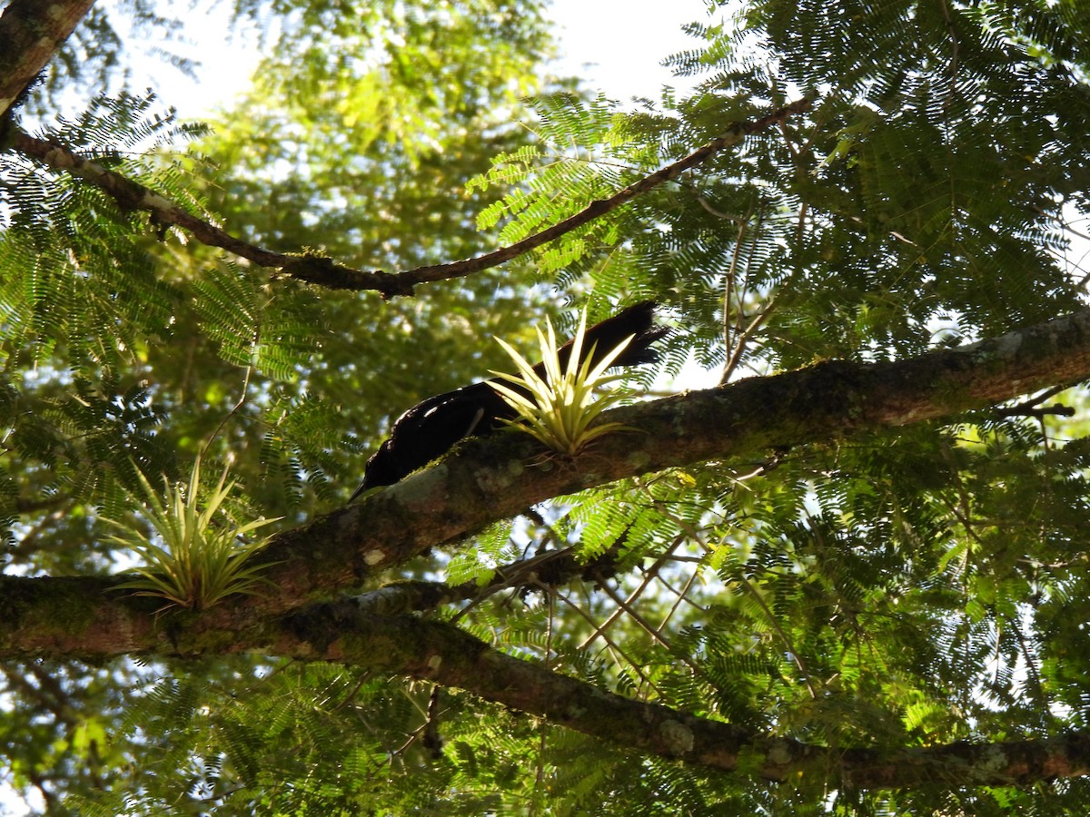 Great-tailed Grackle - ML641367683
