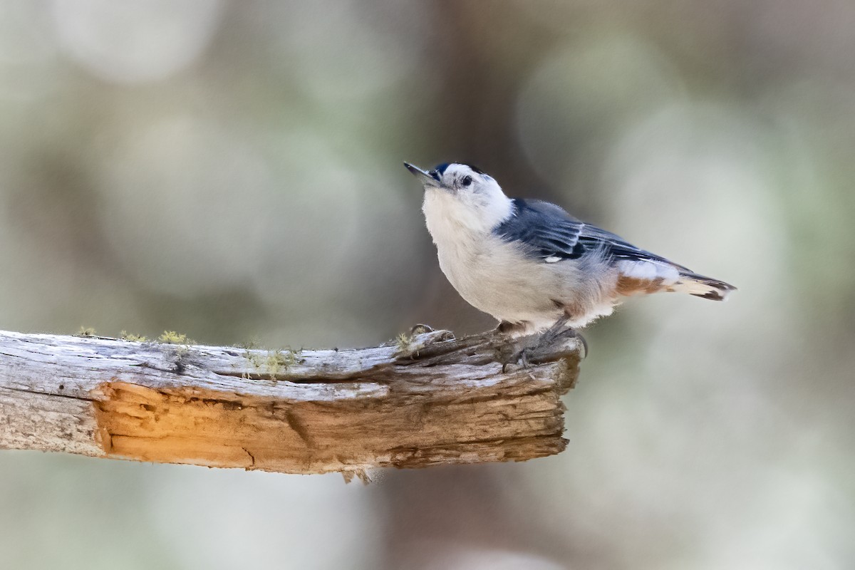 brhlík běloprsý - ML641367688