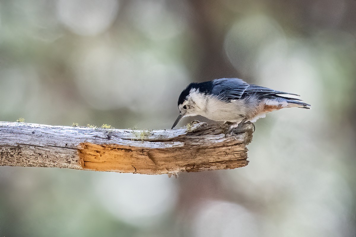 brhlík běloprsý - ML641367689