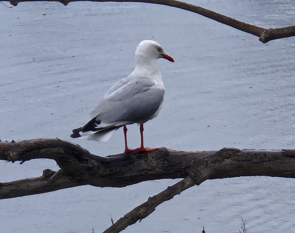 Silver Gull - ML641367694