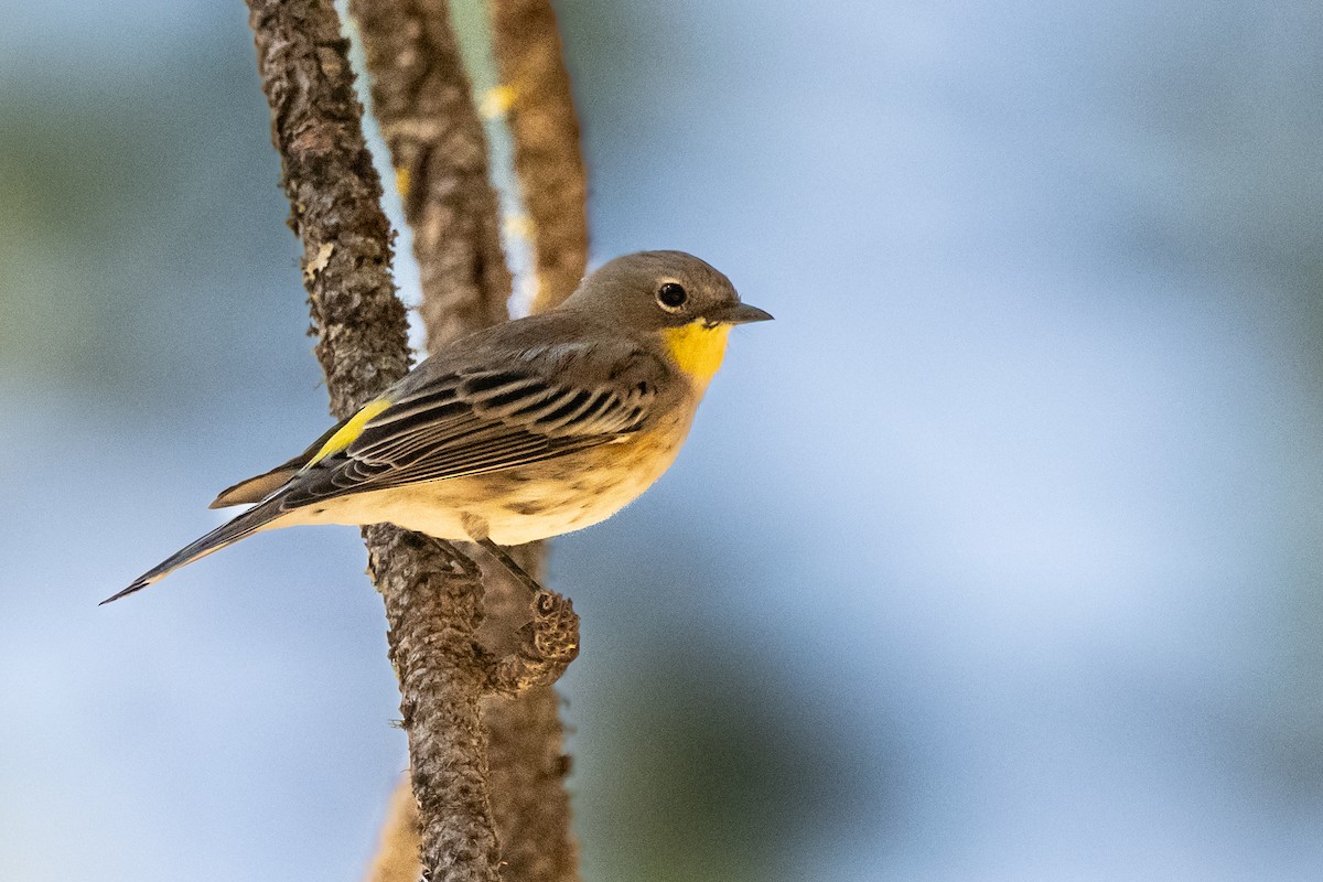 lesňáček žlutoskvrnný - ML641367699