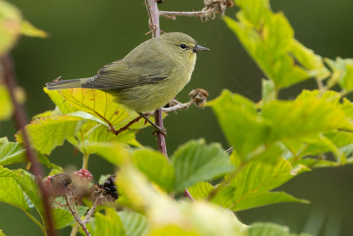 Orange-crowned Warbler - ML641367707
