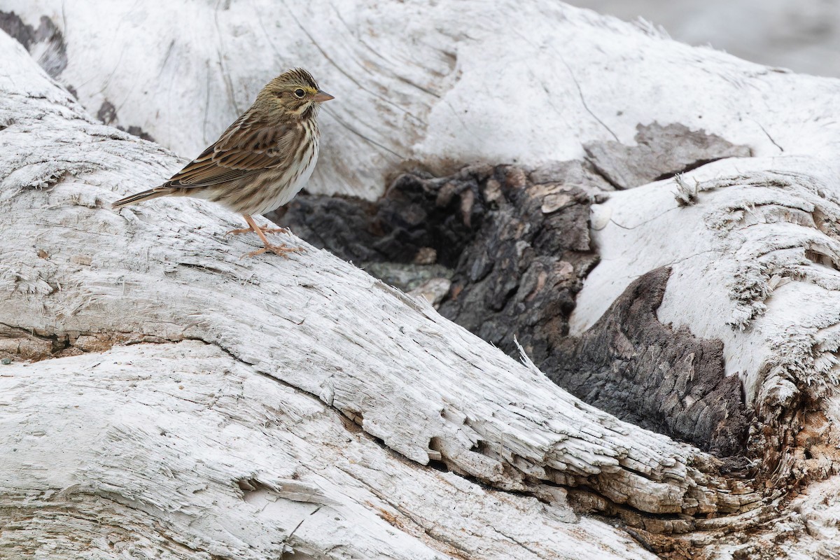 Savannah Sparrow (Savannah) - ML641367709