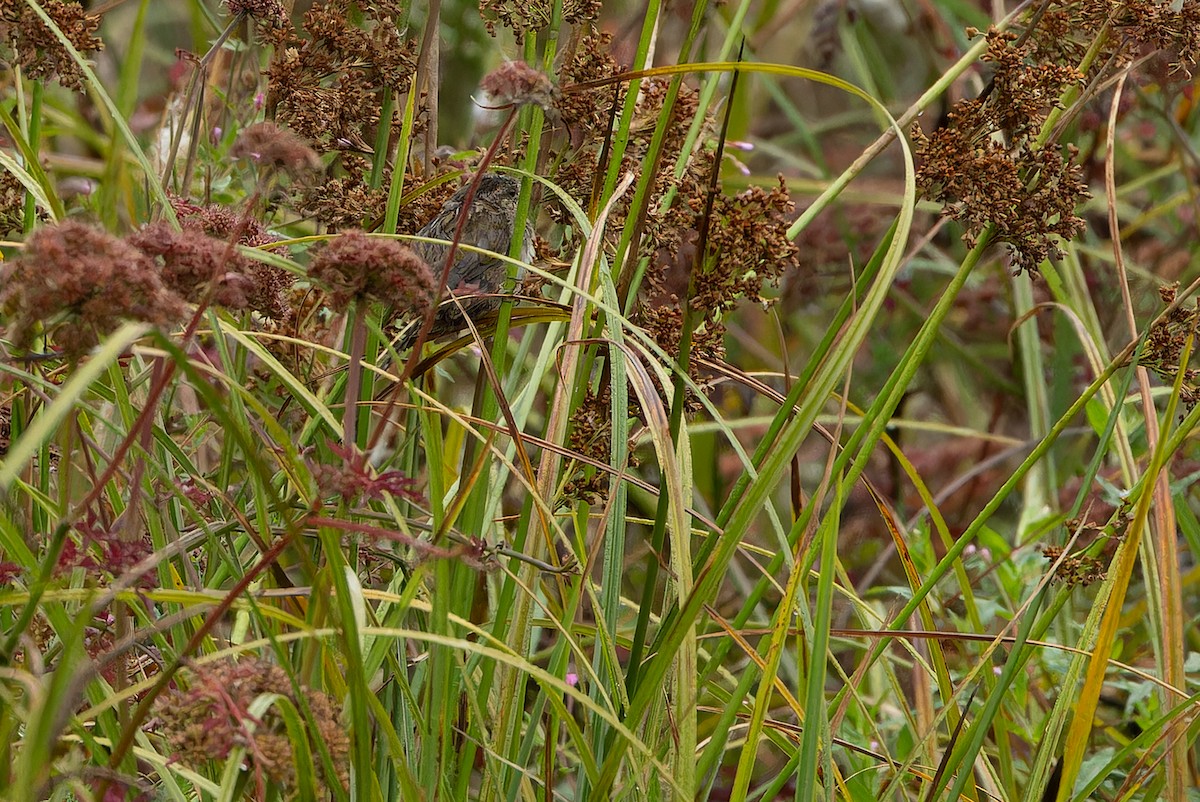 Marsh Wren (paludicola Group) - ML641367717