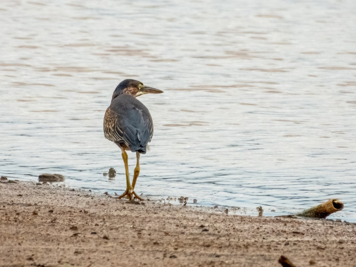 Green Heron - ML641367740