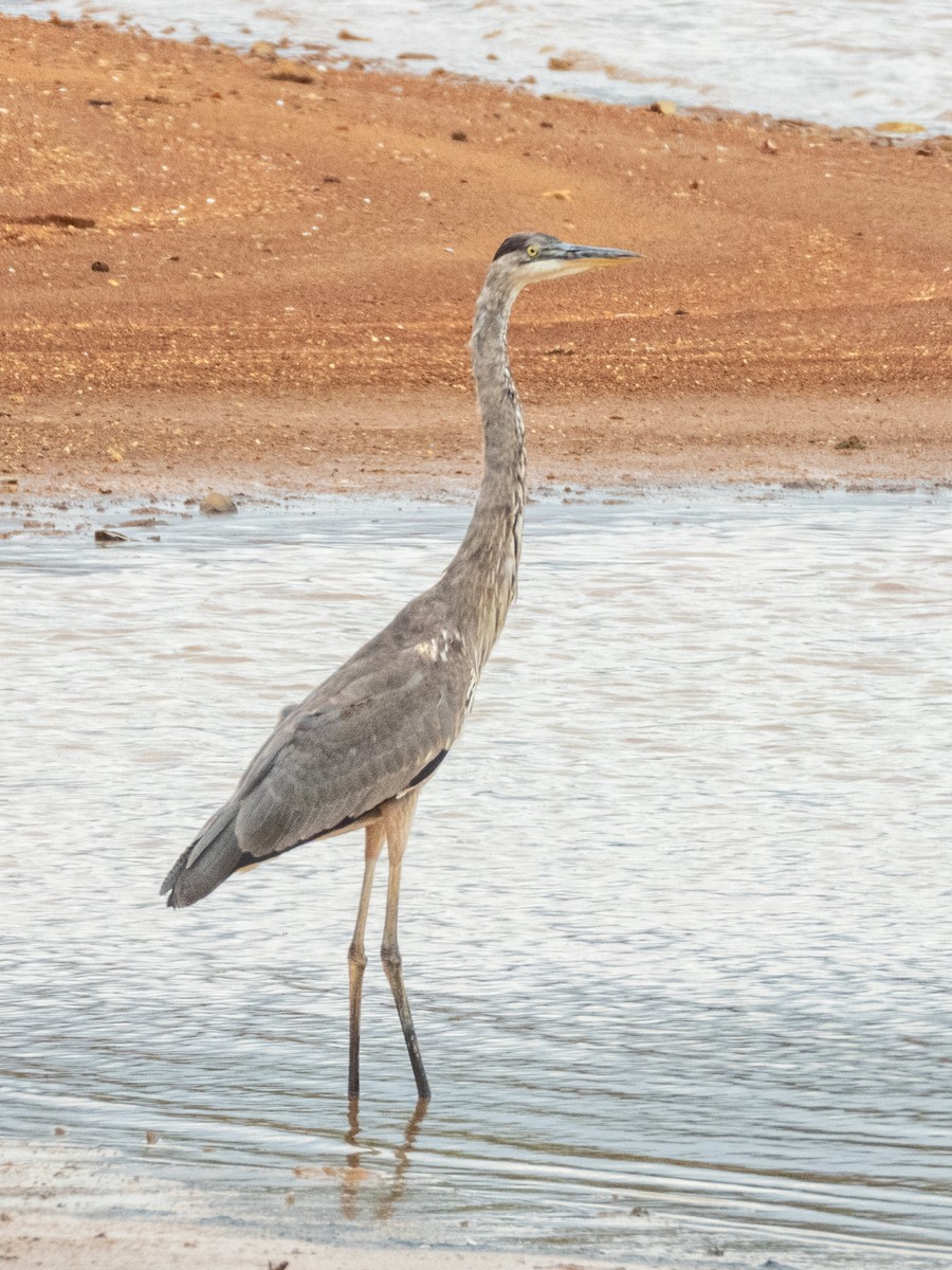 Great Blue Heron - ML641367748