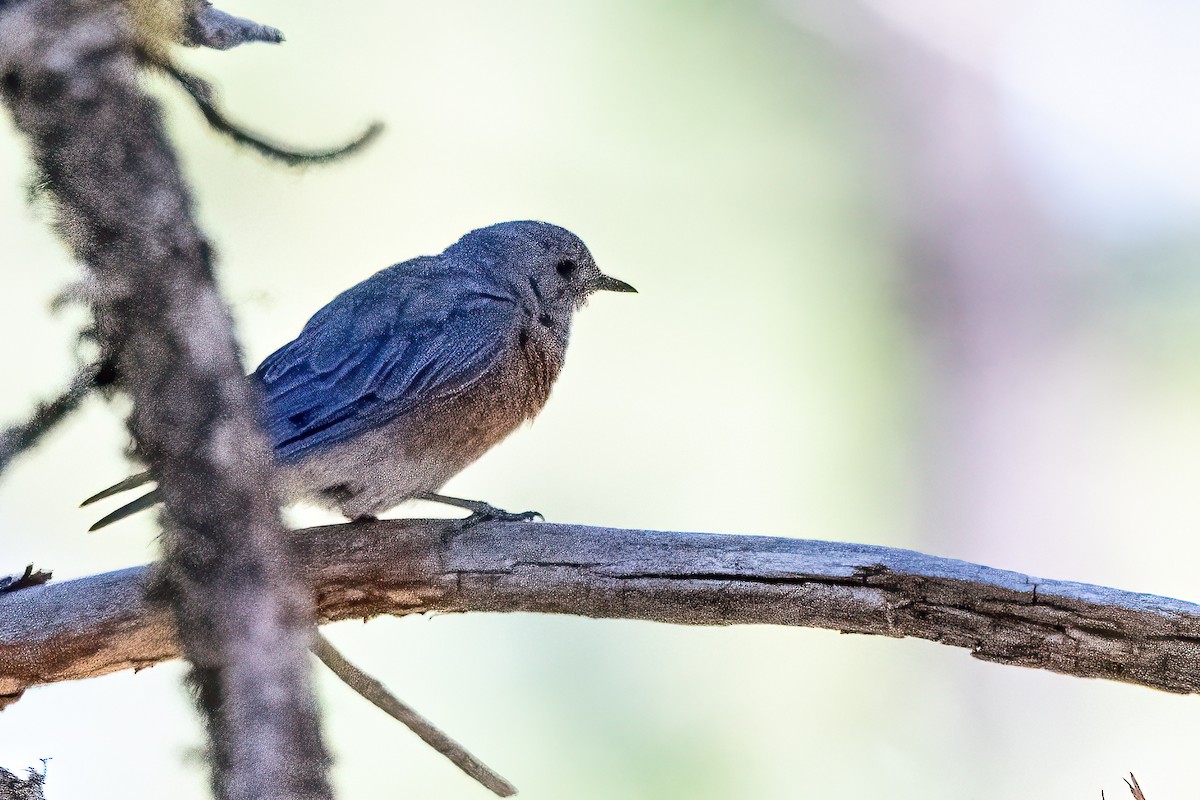 salašník západní - ML641367750