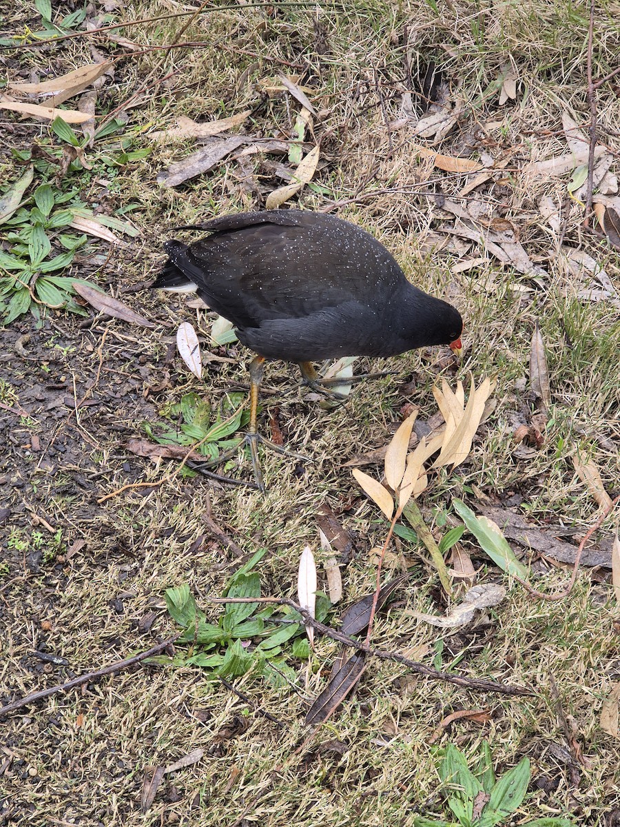 Dusky Moorhen - ML641367788