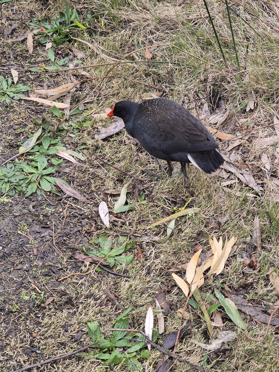 Dusky Moorhen - ML641367789