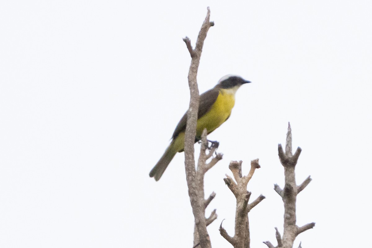 Social Flycatcher - ML641367795