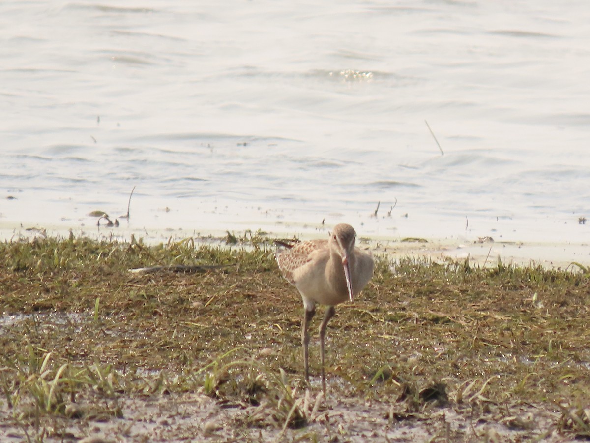 Hudsonian Godwit - ML641367803