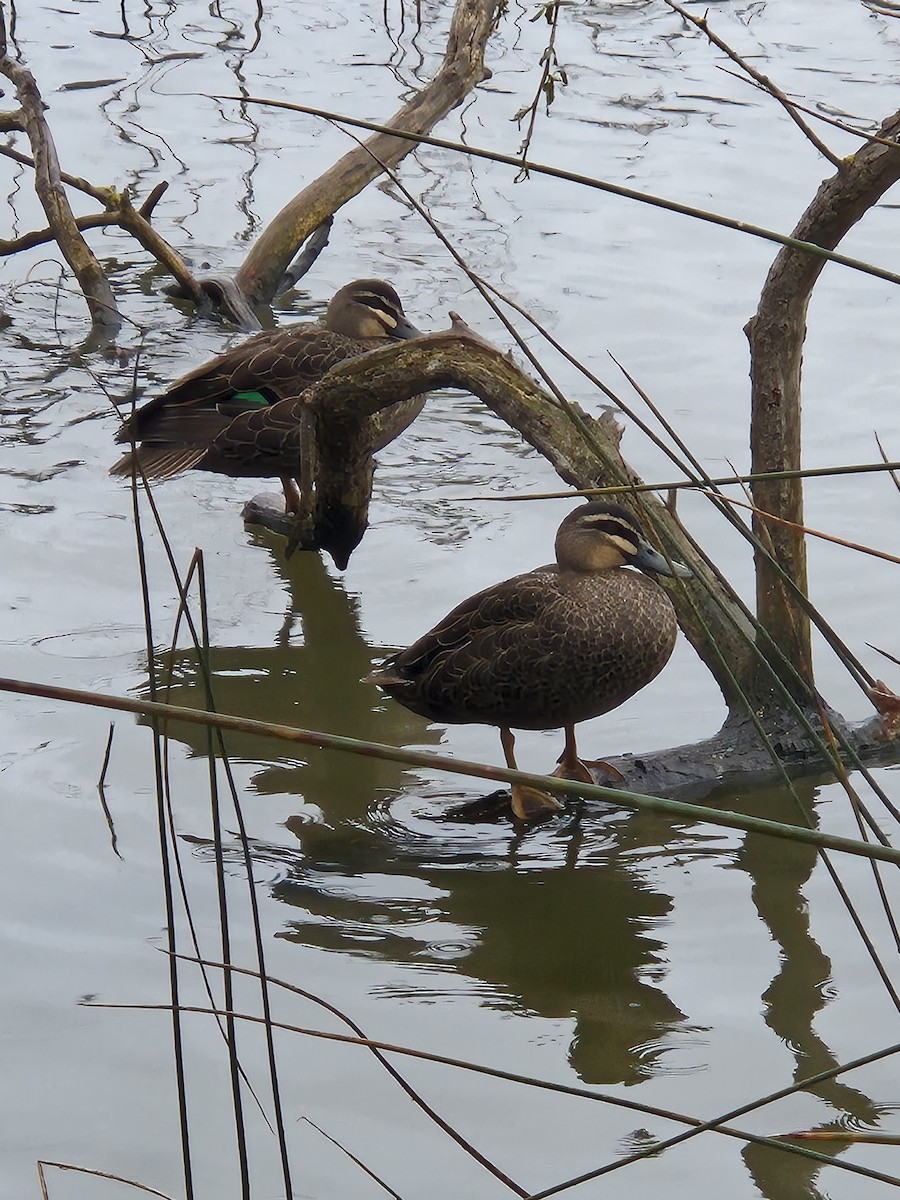 Pacific Black Duck - ML641367815