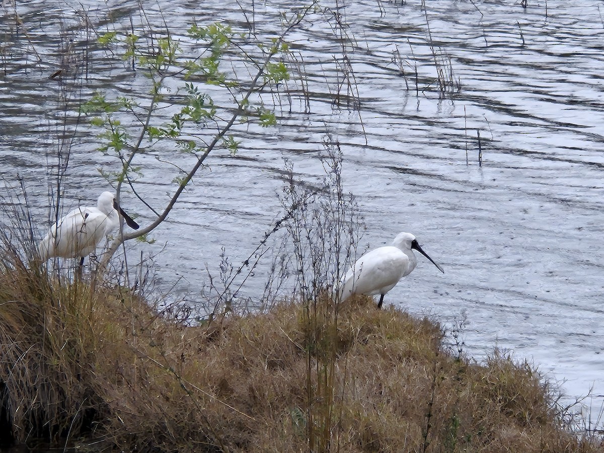 Royal Spoonbill - ML641367820
