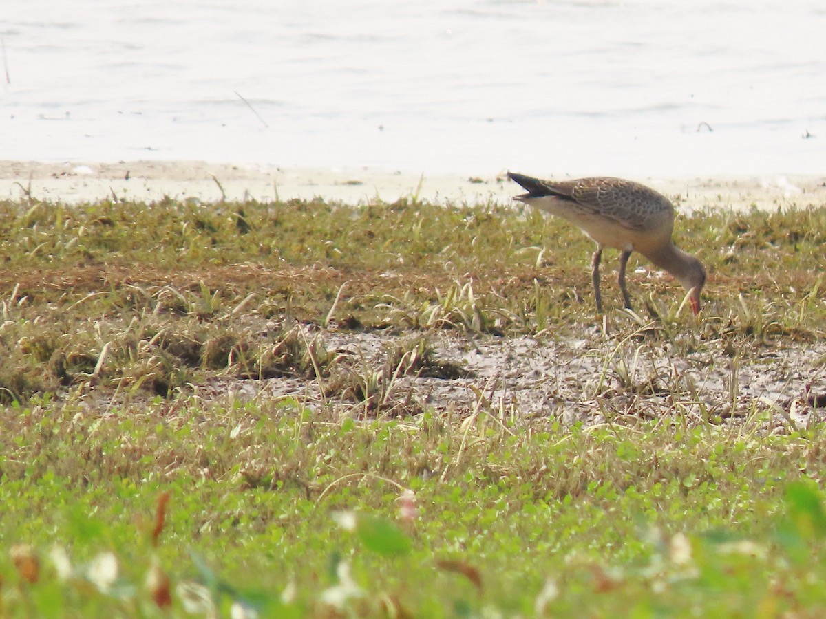 Hudsonian Godwit - ML641367854