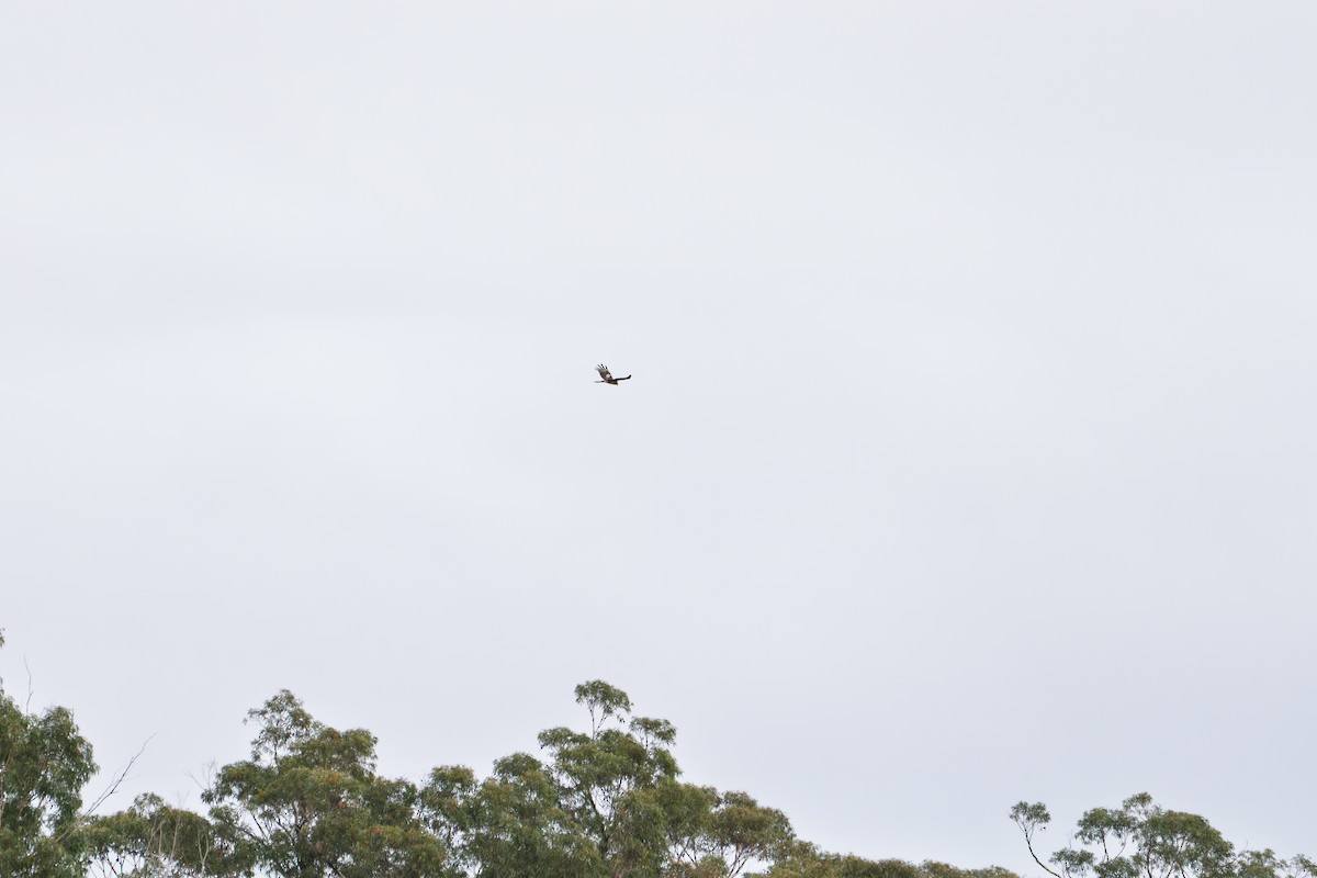 Square-tailed Kite - ML641367855