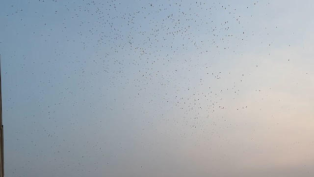 Purple Martin - ML641367878