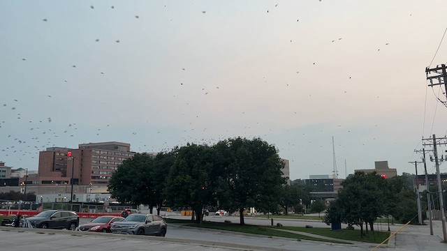 Purple Martin - ML641367885