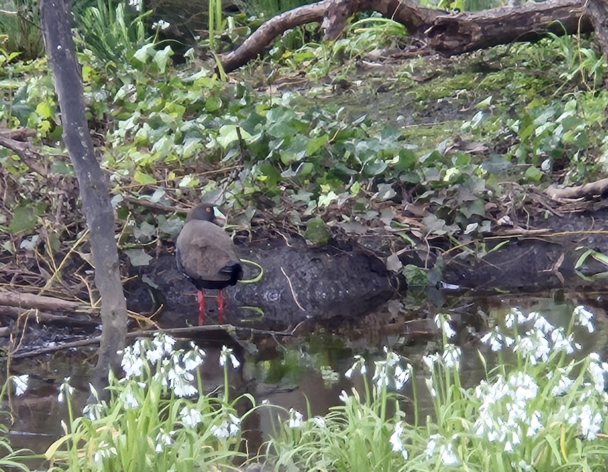 Black-tailed Nativehen - ML641367899