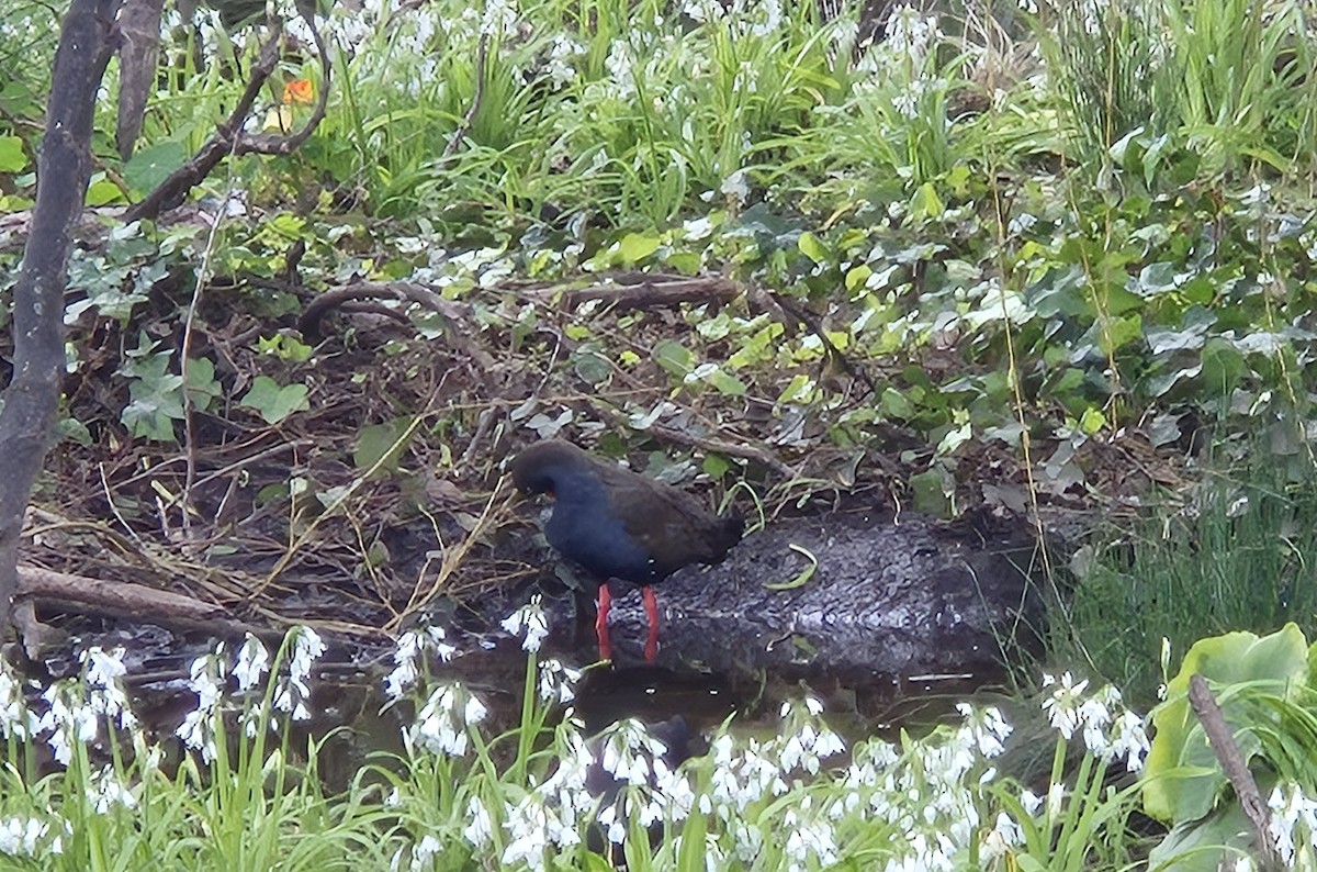 Black-tailed Nativehen - ML641367900
