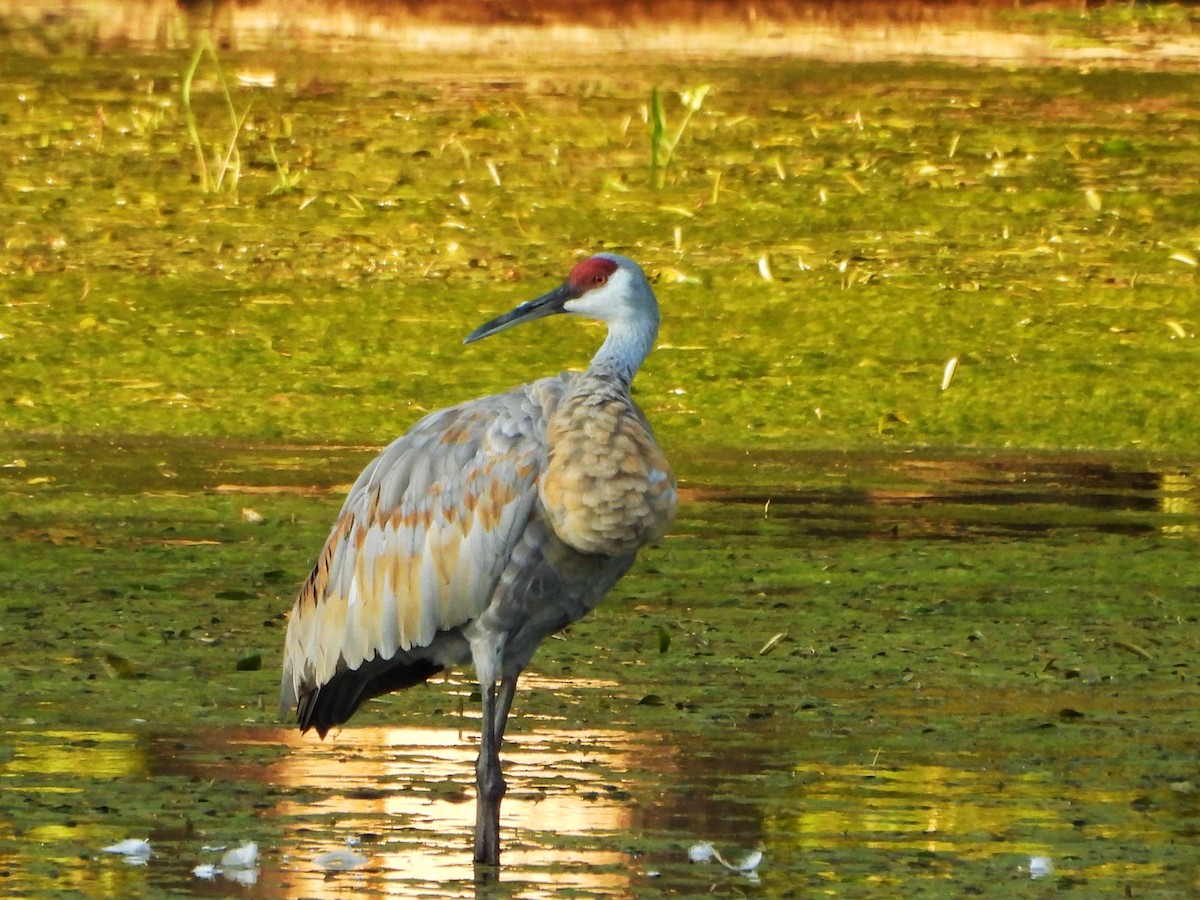 Sandhill Crane - ML641367930
