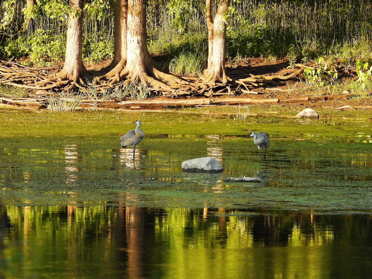 Sandhill Crane - ML641367931
