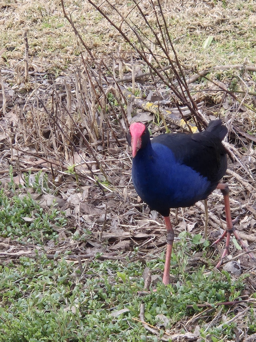 Australasian Swamphen - ML641367978