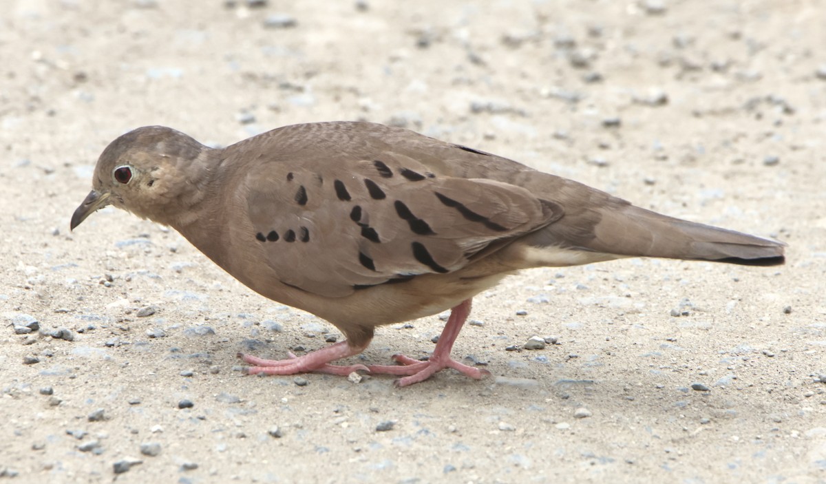 Ecuadorian Ground Dove - ML641368013