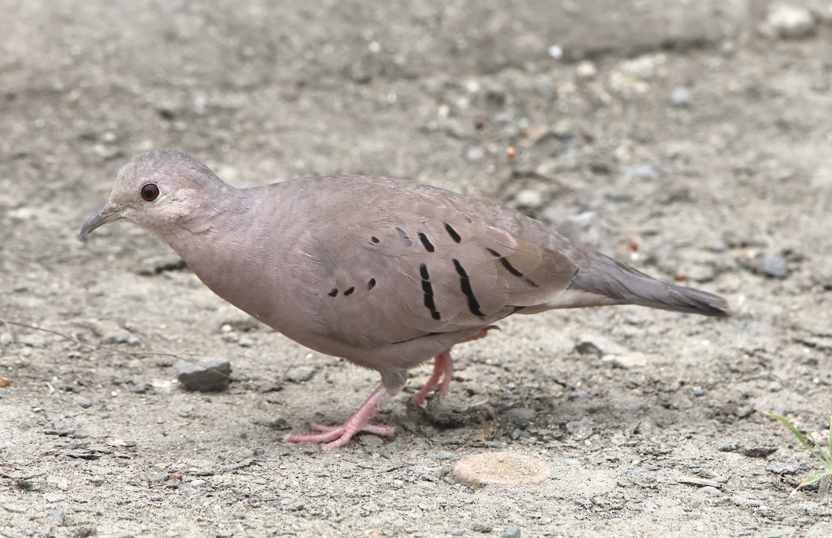 Ecuadorian Ground Dove - ML641368014
