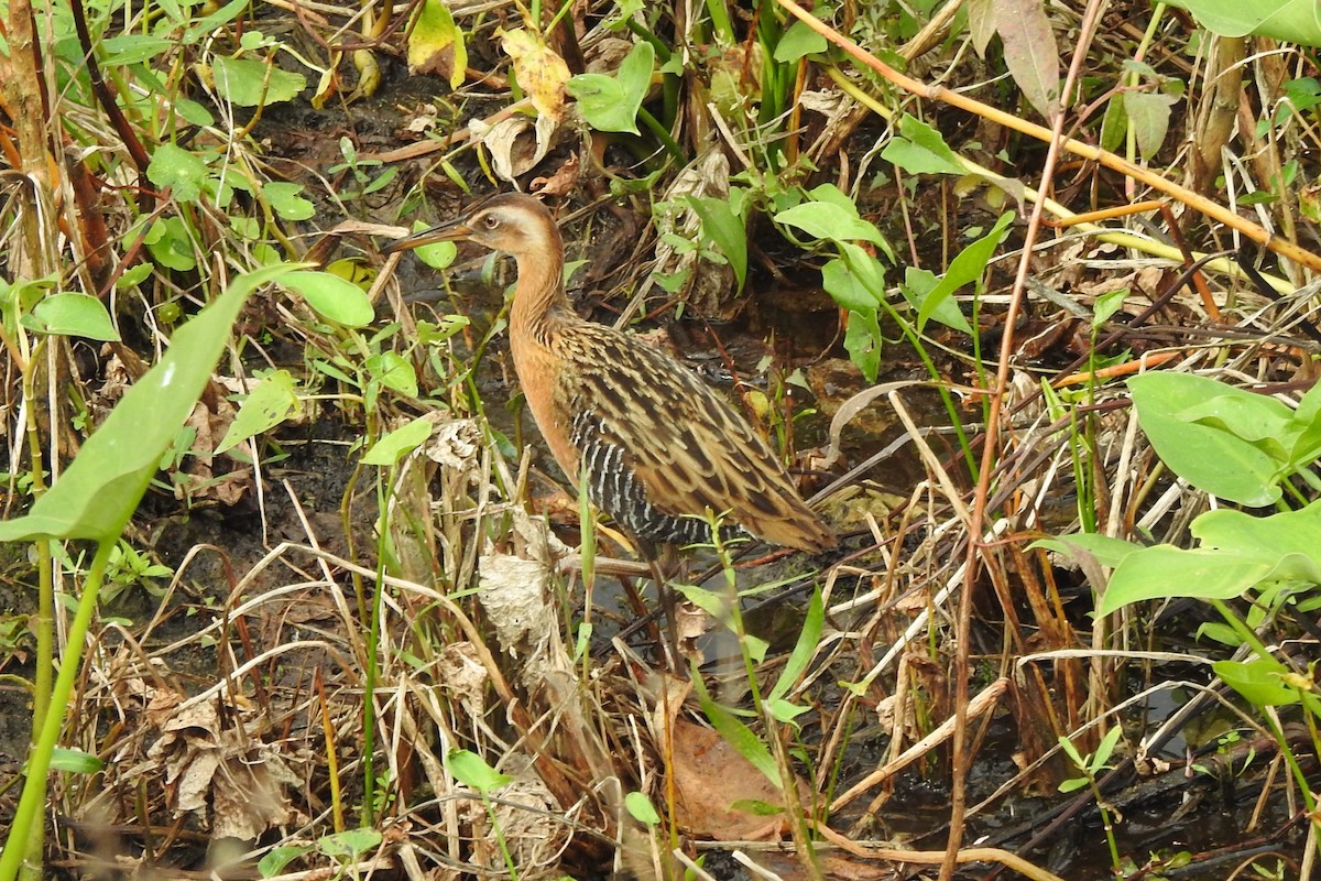 King Rail - ML641368035