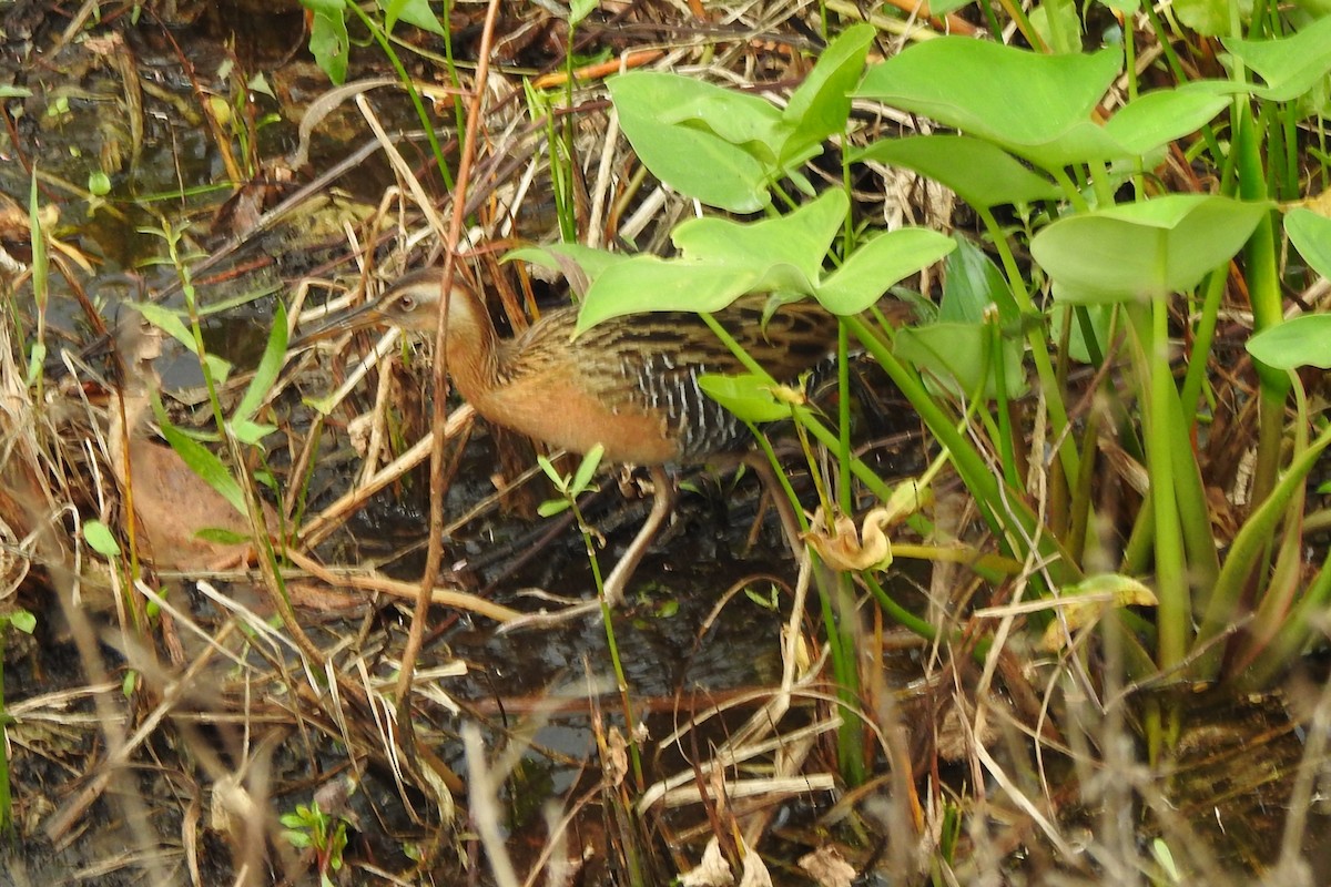 King Rail - ML641368036