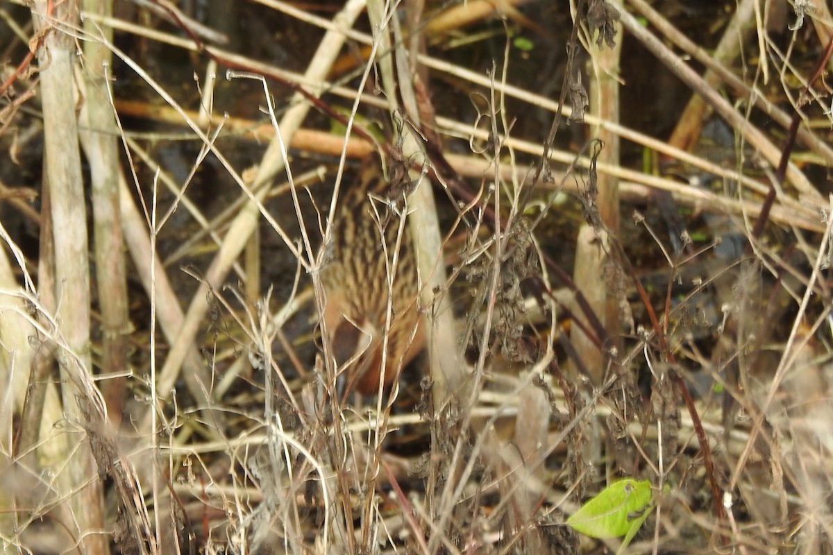 King Rail - ML641368037
