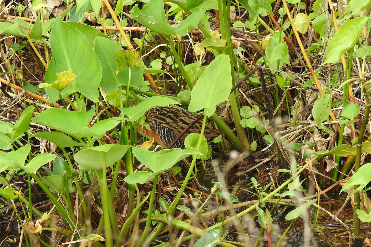 King Rail - ML641368038