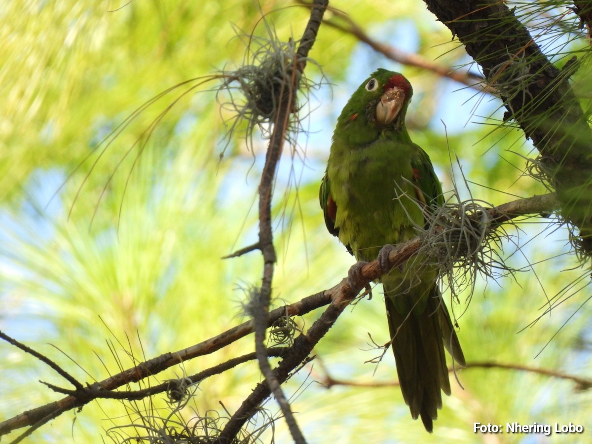 Crimson-fronted Parakeet - ML641368039