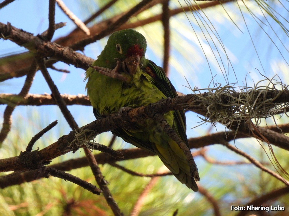 Crimson-fronted Parakeet - ML641368040