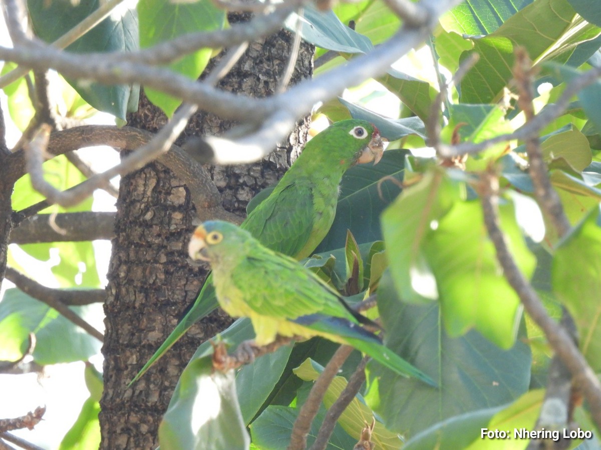 Crimson-fronted Parakeet - ML641368041