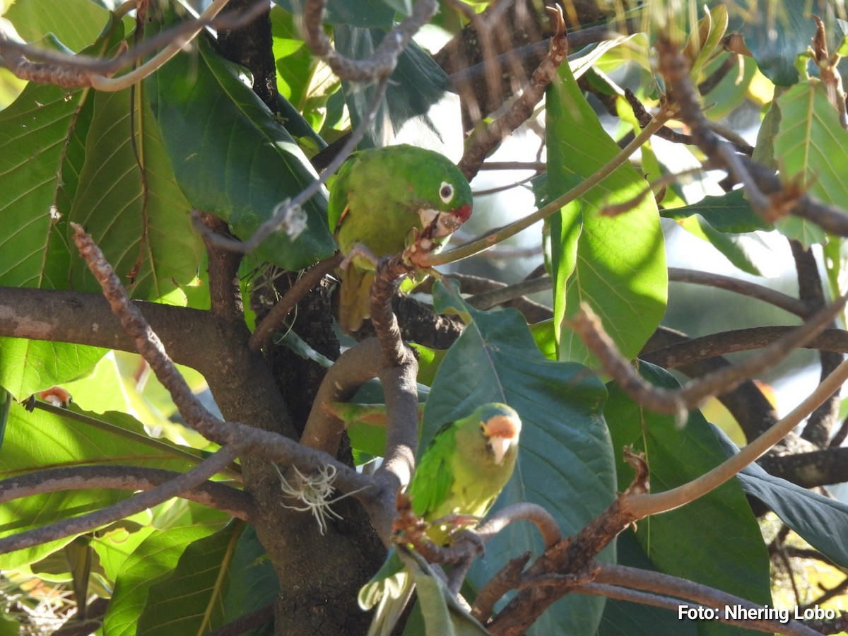 Crimson-fronted Parakeet - ML641368042