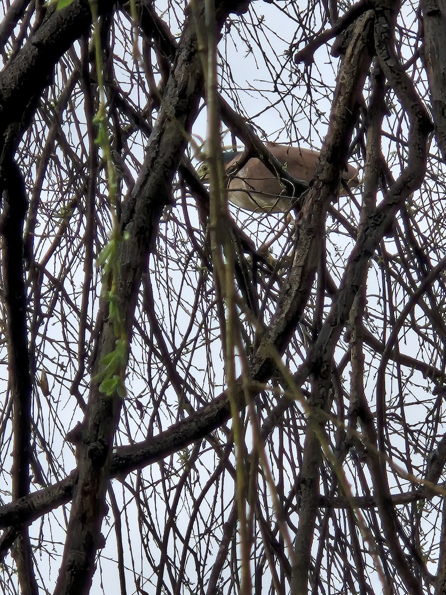 Nankeen Night Heron - ML641368043