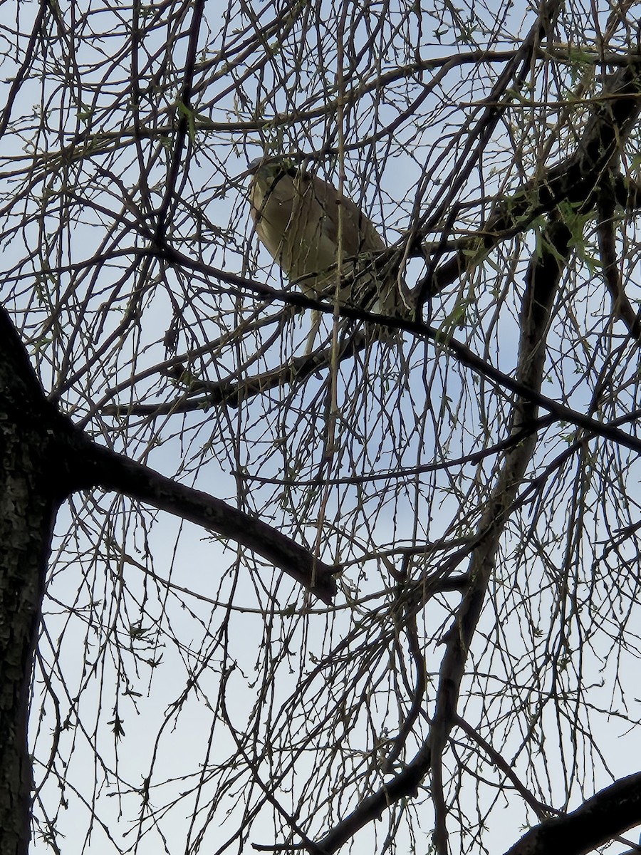 Nankeen Night Heron - ML641368044