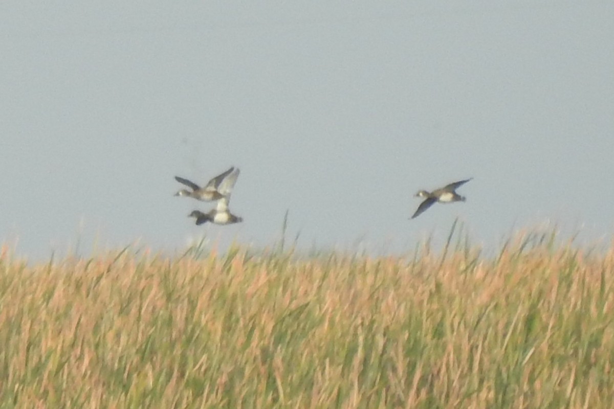 Lesser Scaup - ML641368068