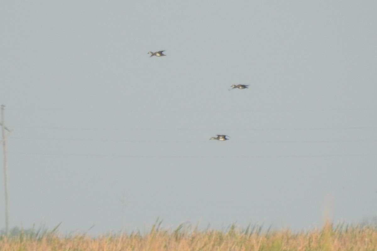 Lesser Scaup - ML641368069