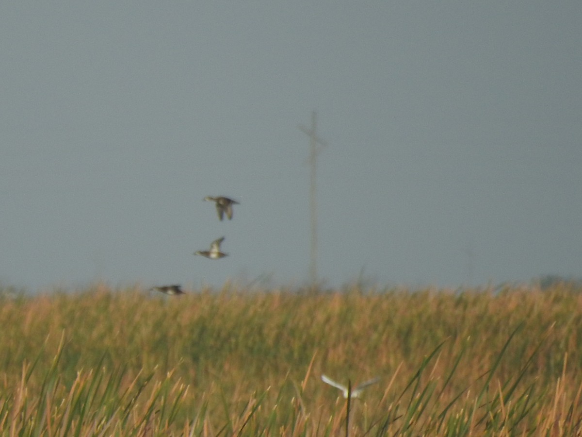 Lesser Scaup - ML641368070
