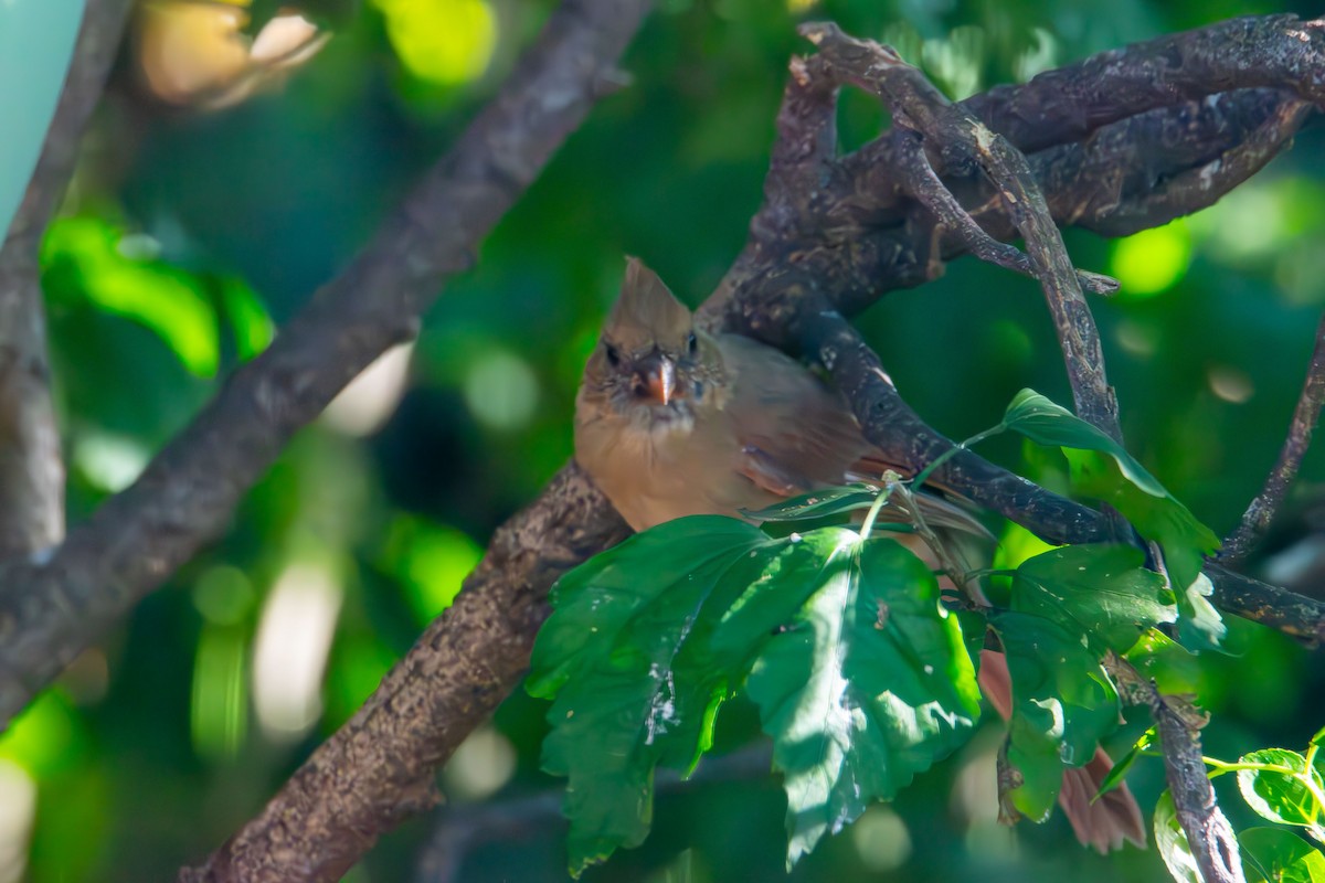 Northern Cardinal - ML641368073