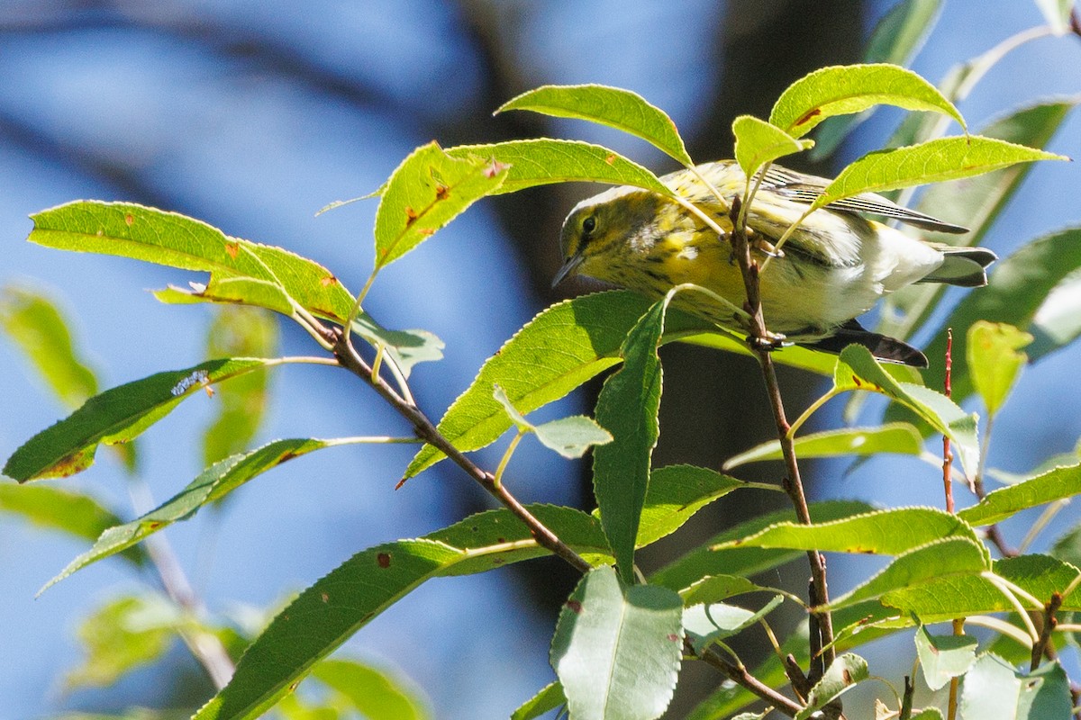Cape May Warbler - ML641368074