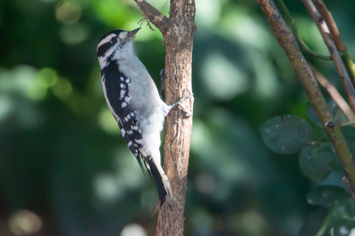 Downy Woodpecker - ML641368075